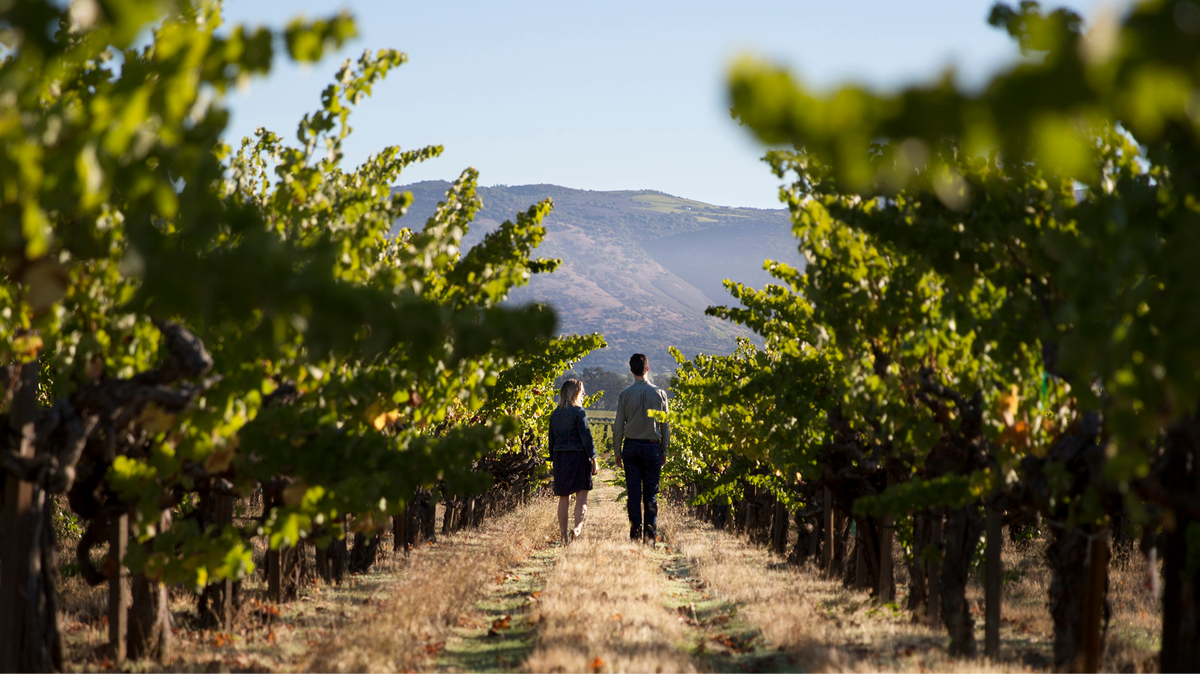 Two people walking through a vineyard with mountains in the background