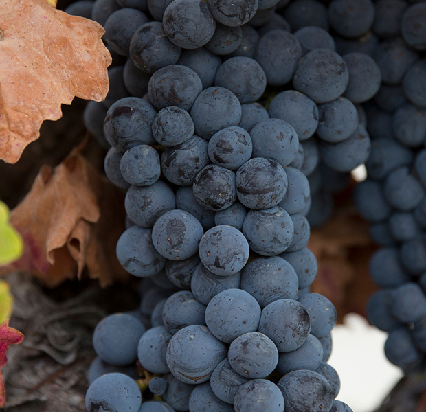 Close up image of black grapes on the vine with leaves 