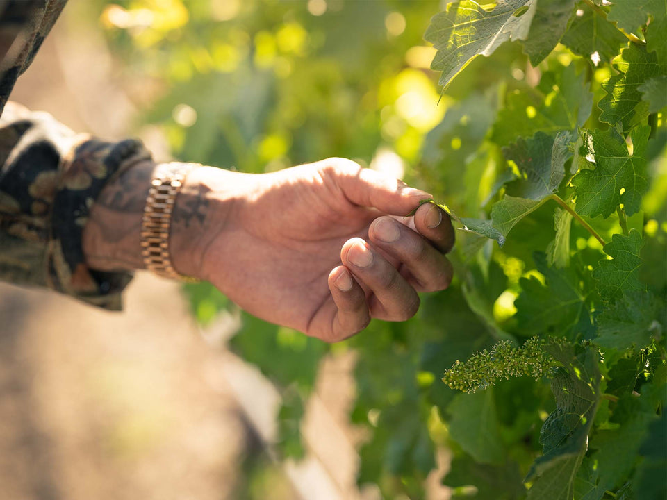 Hand touching grape leaf in vineyard