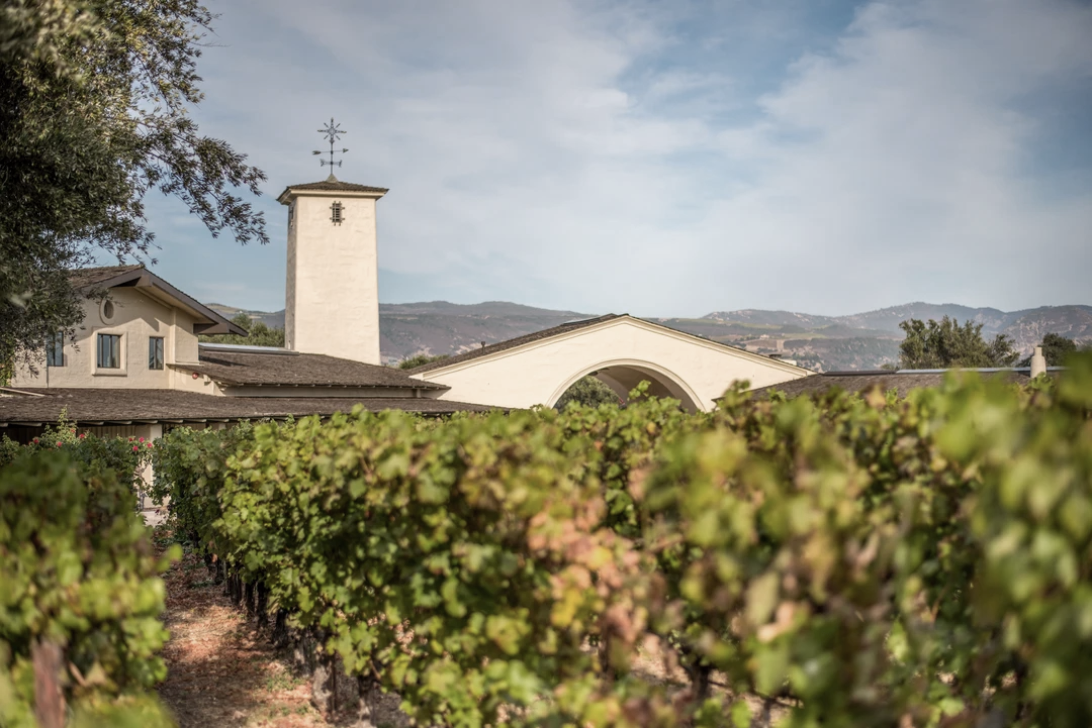 Looking over the tops of the vines to the iconic tower and arch of Robert Mondavi Winery.