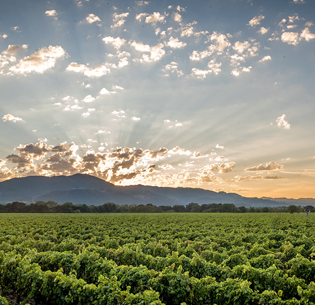 Rows of vines from Stags Leap with the sun coming through the clouds over the mountains