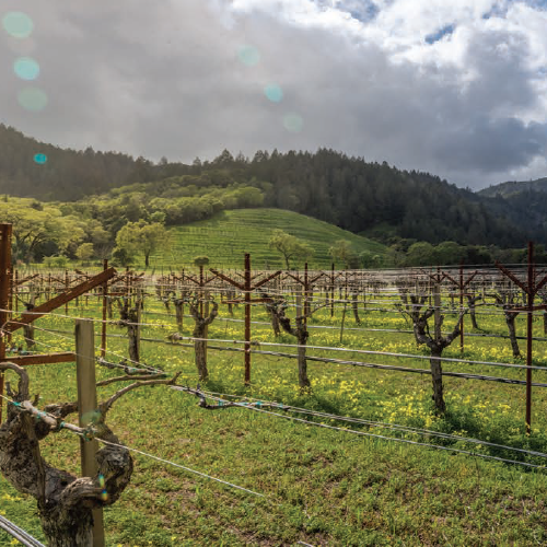 Image of vineyard.