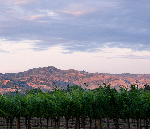 View of vines in the Vineyard with mountains in the background