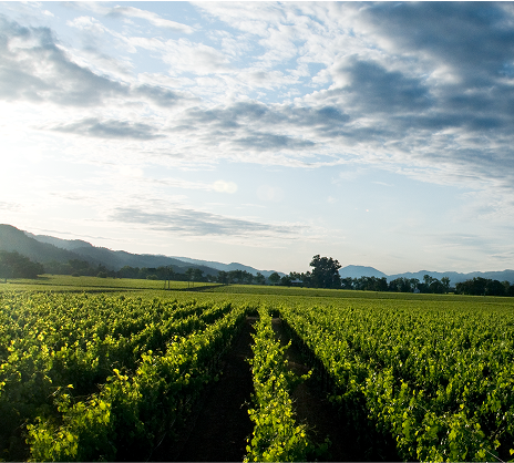 Image of rows of vines in the vineyard with a cloudy blue sky and mountains in the background