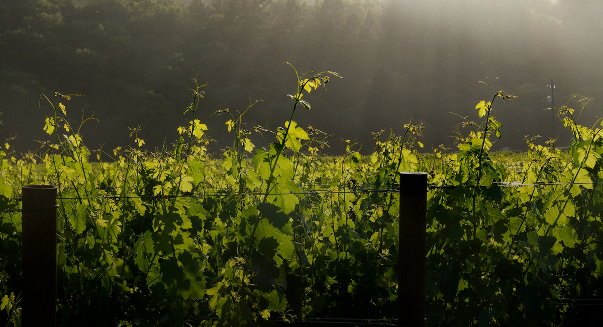 Leaves from the vines with trees in the background and light from the sun shining