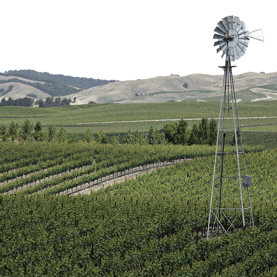 In Wappo Hill Vineyard, a windmill stands over the rolling vines stretching across the valley floor.